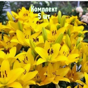 Комплект 5шт / Лилия Сципионе