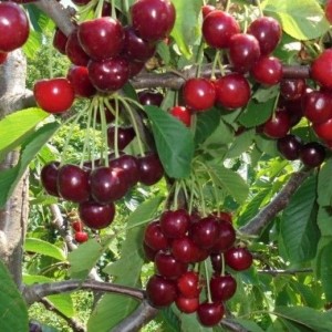 Вишня Журавка